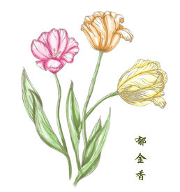 手绘郁金香无框画