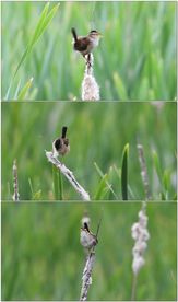 芦苇枝头麻雀吱吱叫