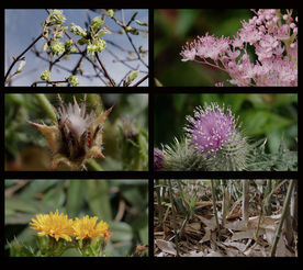 春回大地植物生长开花细节视频素