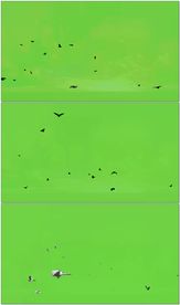 飞鸟绿背景抠像素材