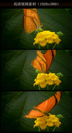 高清蝴蝶采花特效视频素材