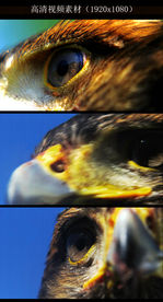 高清鹰眼特写视频素材1080