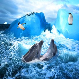 3D企鹅海豚地板画