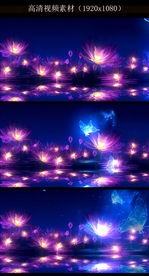 唯美荷塘特效视频素材