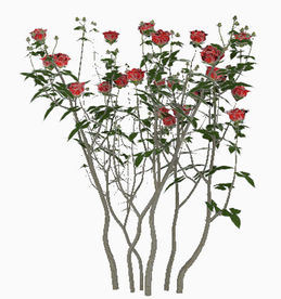 玫瑰花丛模型