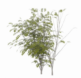 野外绿色植物模型