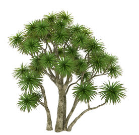 多枝干树木模型