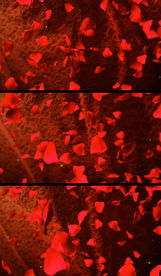 红色传统婚庆心形视频背景