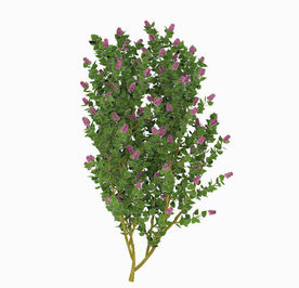 室外开花树木模型