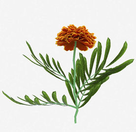 大朵芙蓉花模型