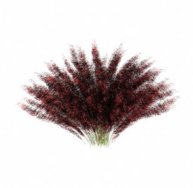 红色植物花絮模型