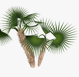 针叶绿色植物模型