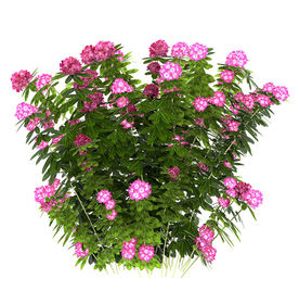 室外花卉植物模型