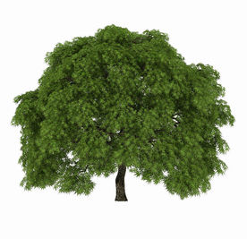 路标植物大树模型