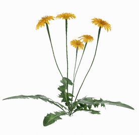 路边野生植物模型