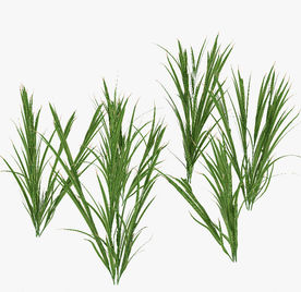 绿色植物幼苗模型