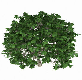 绿色室外盆栽大树模型