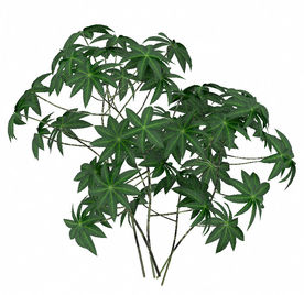 绿色菱形叶片植物模型