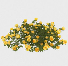 黄色花丛模型