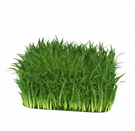 室外绿色草丛模型