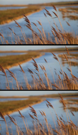 芦苇沼泽河流实拍视频