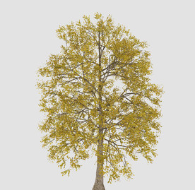 银杏树模型