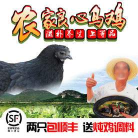 乌鸡养殖基地创意车图模版