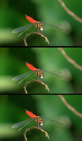 高清实拍红蜻蜓视频素材