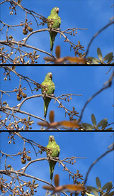 树上的鹦鹉实拍视频素材