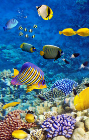 水中游鱼海藻生物玄关过道