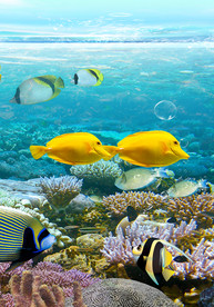 小黄鱼海底游鱼海景玄关过道