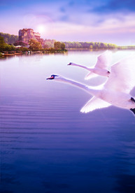 浪漫天鹅湖光背景图地产素材