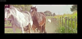 AE农场宣传视频