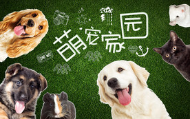 萌宠家园宠物店背景墙