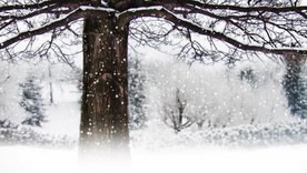 下雪的森林雪花