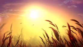 黄昏夕阳下麦田麦浪