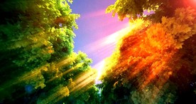 梦幻森林 奇幻森林