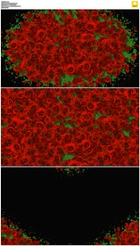 2K带通道玫瑰爱心转场