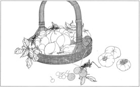 花鸟虫草白描素描 国画工笔