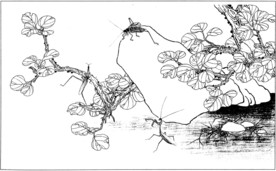 花鸟虫草白描素描 国画工笔