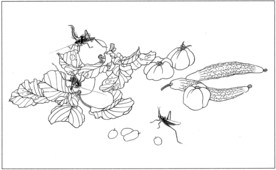 花鸟虫草白描素描 国画工笔