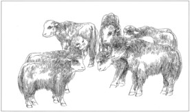 耗牛白描素描线描国画