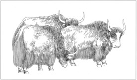 耗牛 白描 素描 线描 国画