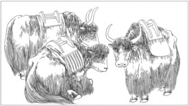 耗牛白描素描线描国画