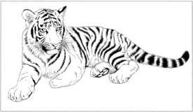 老虎 白描 素描 线描 国画