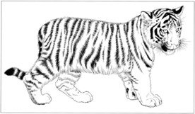 老虎 白描 素描 线描 国画