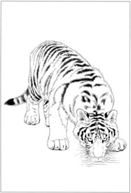 老虎 白描 素描 线描 国画