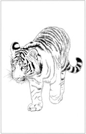 老虎 白描 素描 线描 国画