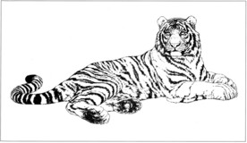 老虎 白描 素描 线描 国画