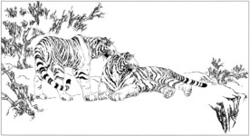 老虎 白描 素描 线描 国画